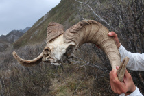 Dall Sheep Schaedel mit Hoerner