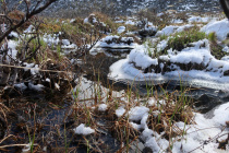 Gefrorene Tundra