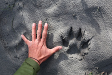 Wolfs-Pfote fast so gross wie Lukas' Hand