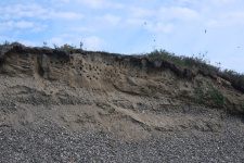 Schwalben Nester im Prallhang