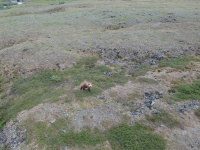 Dieser Grizzly mustert unsere Drohne im Anflug